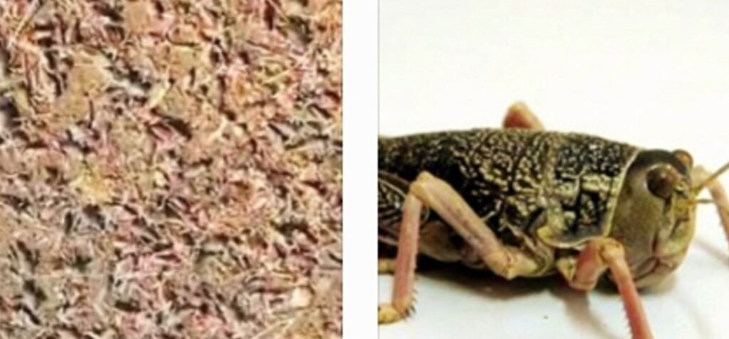 Santa Cruz - Alerta Fitosanitaria en la Patagonia: Senasa Activa Protocolos por Aparición de Plaga de "Tucura Sapo"