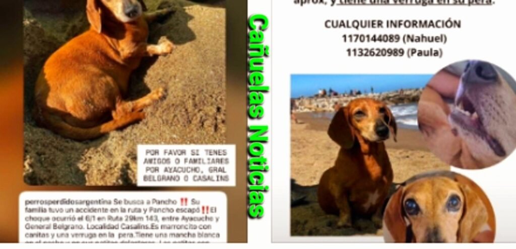 Ayacucho -  La  Búsqueda de Pancho, el Perrito que se Perdió Tras un Choque en la Ruta 29 Km 143.